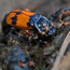 carrion-beetle-with-mites-11