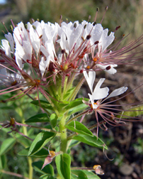 Clammyweed