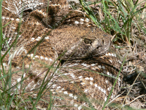 Western Diamondback Rattlesnake