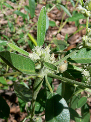 Doveweed