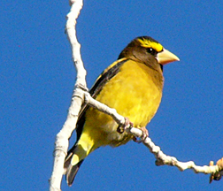Evening Grosbeak