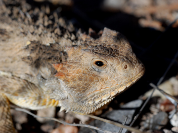 close-up of horned lizard
