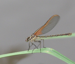 FEMALE AMERICAN RUBYSPOT