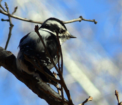 Downy Woodpecker (female)