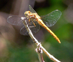 FEMALE YELLOW-LEGGED MEADOWHAWK