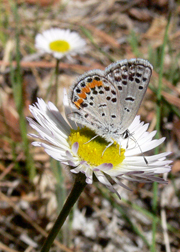 Fleabane