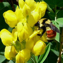 Big Golden Pea