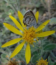 Golden Aster
