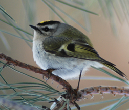 Golden-crowned Kinglet
