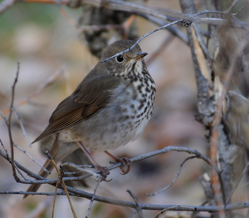hermit thrush