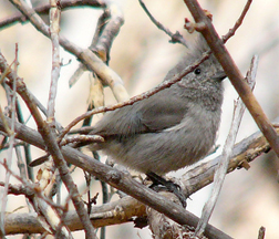 Juniper Titmouse