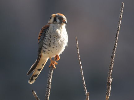 American Kestral