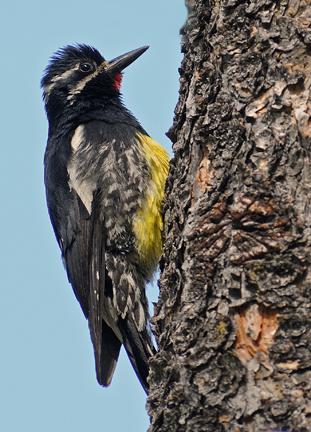 male williamson sapsucker 7