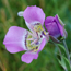 mariposa-lily-and-bud