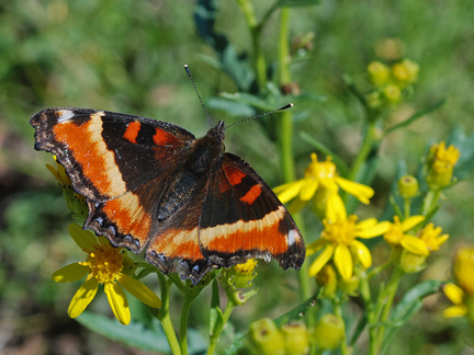 milberts tortoiseshell 6