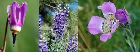 shooting star, lupine, mariposa lily