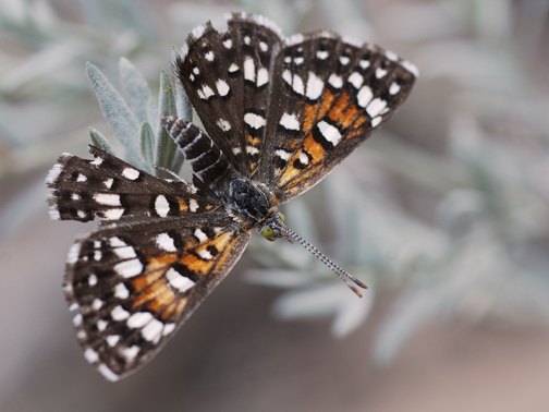 mormon metalmark