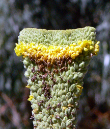 Mullein