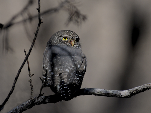 northern pygmy owl