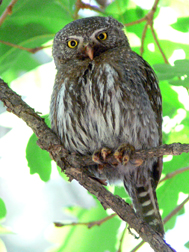 Northern Pygmy Owl