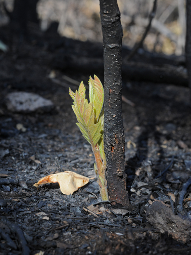 oak rebirth 2