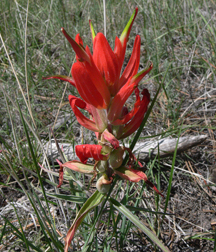 Foothills Paintbrush