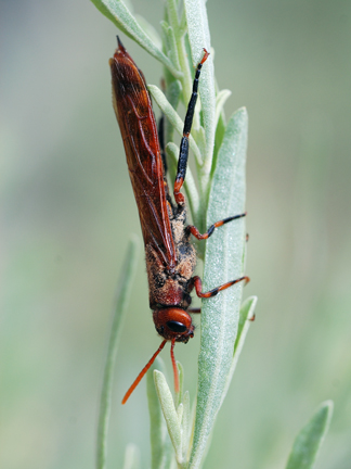 classification of a smokey horntail