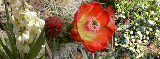 Yucca, Claretcup Cactus, Juniper Berries