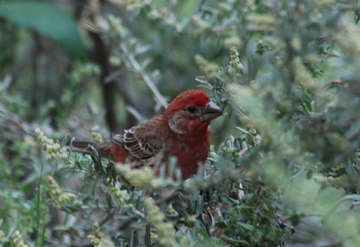 purple finch