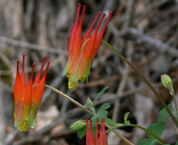 Little Red Columbine