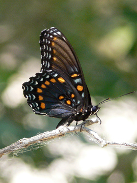 Red-spotted Purple