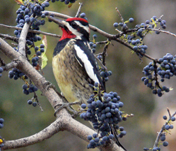 Red-naped Sapsucker