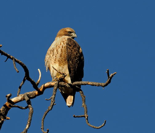 red-tailed hawk