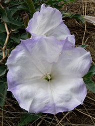 Sacred Datura