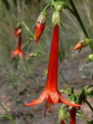 Scarlet Gilia