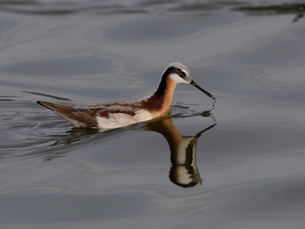 Wilson's Phalaropes
