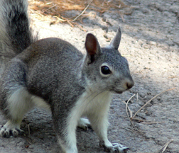 Abert's Squirrel in summer