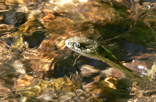 Garter snakes photos