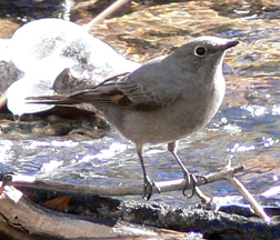 Townsend's Solitaire
