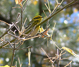 Townsend's Warbler