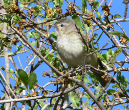 Warbling Vireo