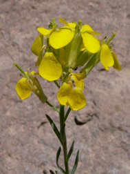 Western Wallflower