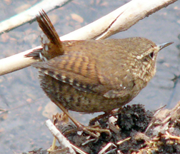 Winter Wren