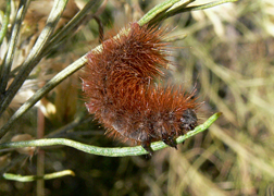 Woolly Bear Caterpillar