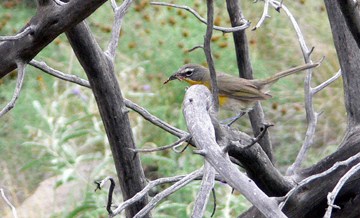 yellow-breasted chat