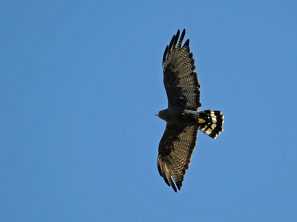 zone tailed hawk