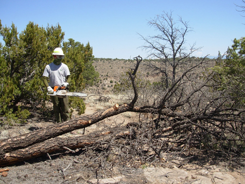 eco restoration