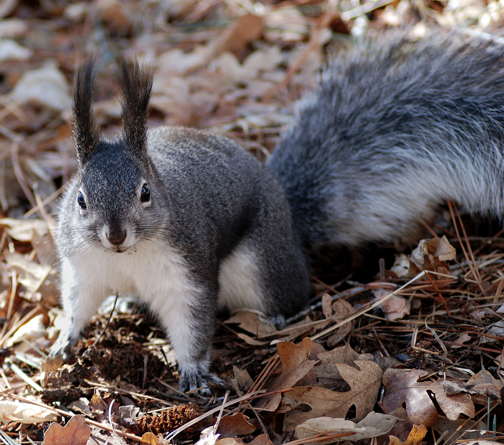 abert's squirrel