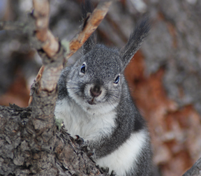 abert portrait
