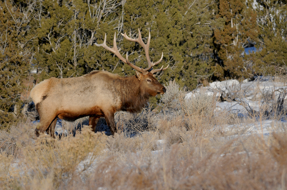 bull elk